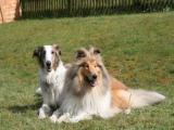 Akimo und Sienna beim Collietreffen von Collies suchen ein Zuhause