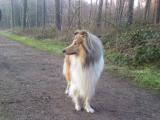 Akimo im Wald