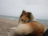 Akimo am Strand von Dänemark