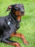 Nero (Dobermann, nur 4 Wochen jünger als Akimo)